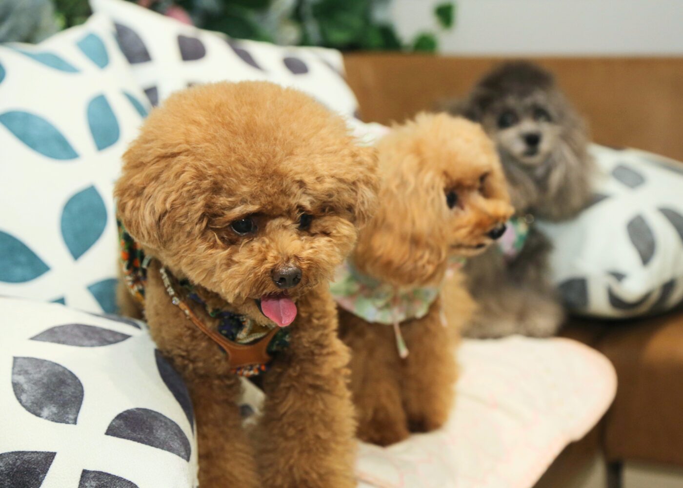 ritorito京都 ボタニカルカフェ